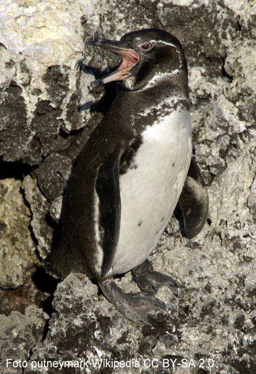 Galápagos-Pinguin (Spheniscus mendiculus)