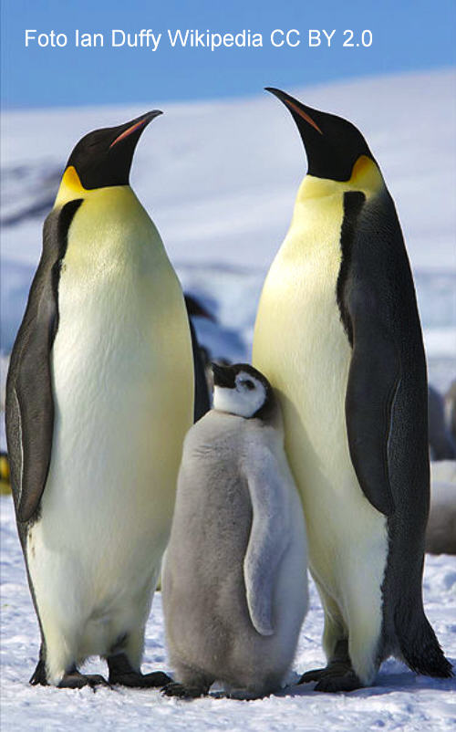 Ein Pinguin