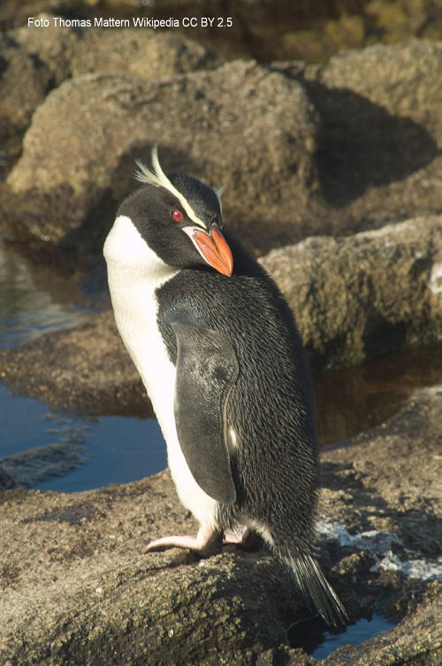 Snares-Dickschnabelpinguin (Eudyptes robustus)